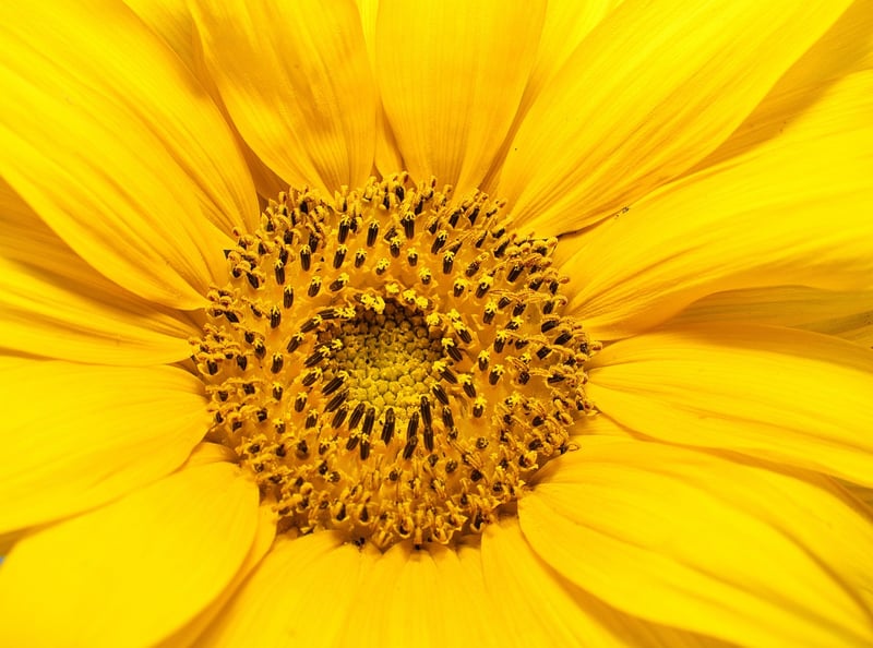 Sunlight for Plants